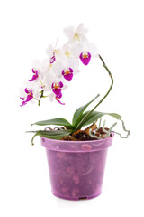 Naklejka na ściany i meble Beautiful orchid in the pot.