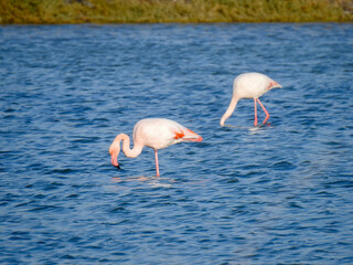 flamingo in the water
