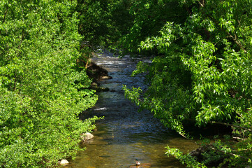 schwarze_sulm,natura2000,schwanberg,steiermark,gebirge,alpen,berg,berge,bach,wasser,leben,gesundheit