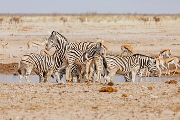 Fototapeta na wymiar A herd of zebras near a watering hole in Etosha National Park, Namibia, Africa