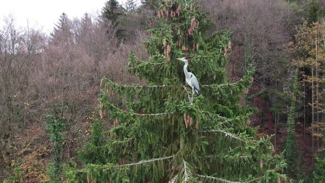 Big beautiful bird in the woods near T&uuml;chersfeld
Frankische Schweiz Pottenstein