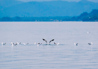swans on the lake