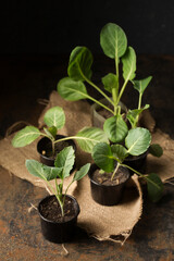 cabbage seedlings in small containers on a dark background
