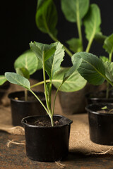 cabbage seedlings in containers on a dark background