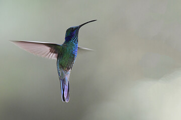 Fototapeta premium Hummingbird hovering