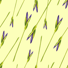 Fototapeta na wymiar Purple iris. Buds. Botanical illustration of flowers. Watercolor fashion illustration.