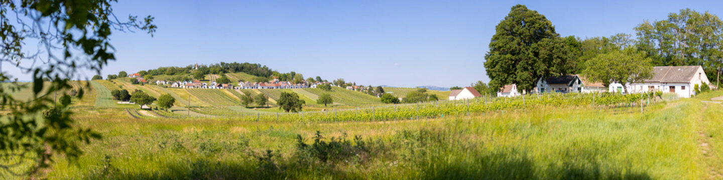 panorama hill vine industry austria