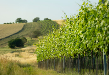 vineyard green growing grapes hill - obrazy, fototapety, plakaty