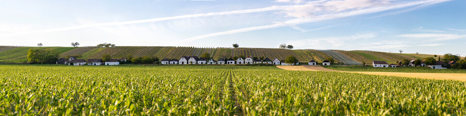 diepolz corn field and rural houses