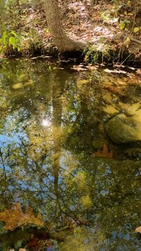 Vertical footage of a small creel with trees and sun reflecting off the surface in a serene scene