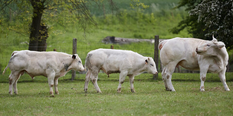 Naklejka na ściany i meble White female cow followed by two calves 