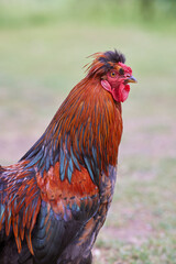 Close. up of red brown rooster
