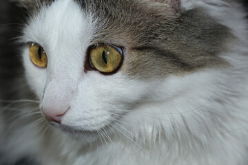 close up portrait of a cute cat