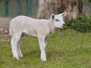 Young white lamb in the meadow