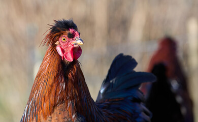 Close up of red brown rooster