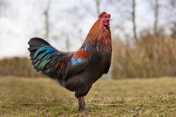 Red brown rooster free range in garden