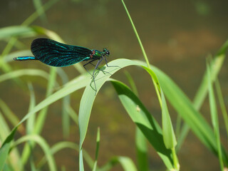 beautiful demoiselle