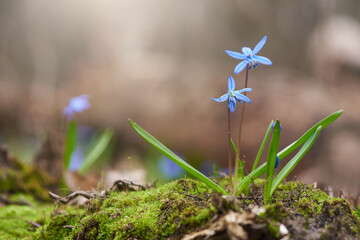 Wild spring flowers of scilla after winter in forest - obrazy, fototapety, plakaty