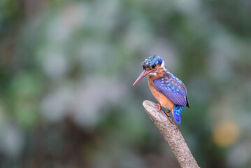 Malachite Kingfisher / Corythornis christatus in the rainforest of the Republic of Congo