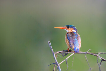 Malachite Kingfisher / Corythornis christatus in the rainforest of the Republic of Congo