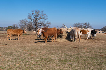 Herd of Longhorn cattle feeding on hay bale in a pasture