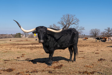 Large black Longhorn bull with long horns in a farm pasture