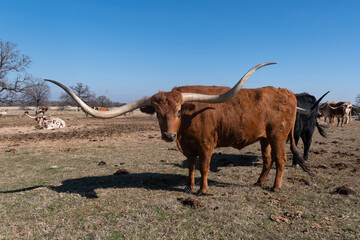Orange Longhorn cow with long horns standing in ranch pasture