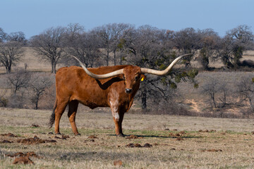 Orange Longhorn bull with long horns and white patch on leg
