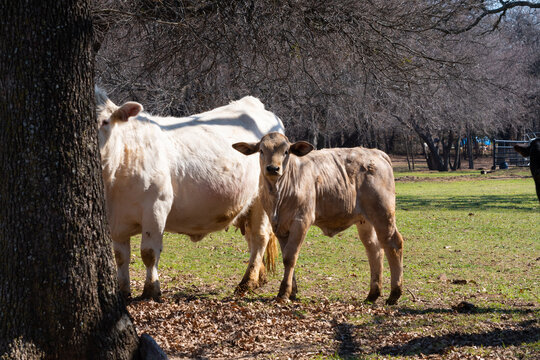 Tan Charolais calf and its cream colored mother by a tree