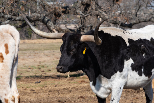 Profile of a black and white Longhorn bull with curved horns
