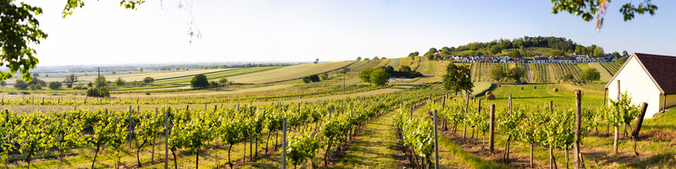 vineyard landscape sundown summer wide angle