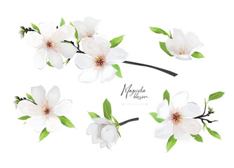 Cream white vector magnolia flowers, leaves branch bouquet editable elements set. Watercolor style spring hand-drawn illustration. Lovely wedding invite, Mother's Day, 8 march greeting card decoration