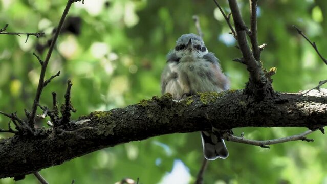 the chick nuthatch on the branch of the chick tree
