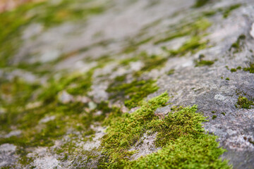 Moss green texture. Moss background. Green moss on grunge texture, background. Long web banner - 571036806