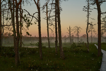Wooden tourist trail sunny dawn on the swamp. Sunset, warm light and fog. Travel romance. Viru swamps Estonia - 571036831