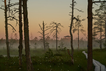 Wooden tourist trail sunny dawn on the swamp. Sunset, warm light and fog. Travel romance. Viru swamps Estonia - 571036850