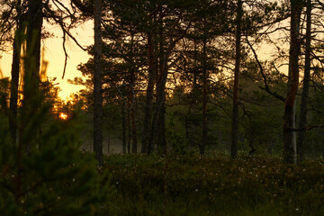 forest at sunrise or sunset. The lights of a sun - 571036889