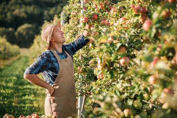 Happy smiling male farmer worker crop picking fresh ripe apples in orchard garden during autumn...