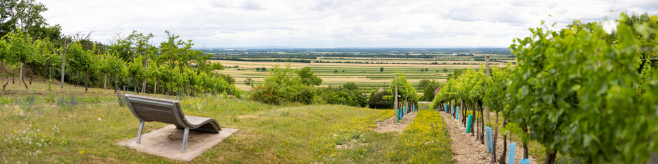 bench in green vinyard and lanscape view