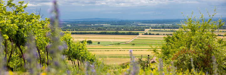 Fototapeta na wymiar landscape vineyard with bad weather in background