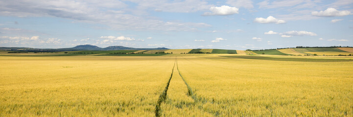 wide angle view of corn field with track of farmer
