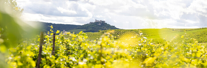 Obraz premium vine field in summer with some clouds and beautiful castle in background