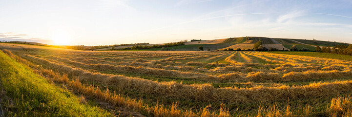 fresh mown corn field in sunset low light