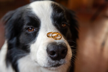 Will you marry me. Funny portrait of cute puppy dog border collie holding two golden wedding rings on nose, close up. Engagement, marriage, proposal concept