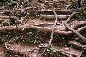 Roots of tropical trees and grass. Mountain trail in the jungle.