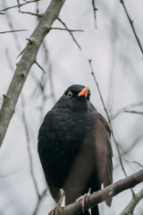 Common blackbird - Turdus merula - on the branch of a tree in Germany.