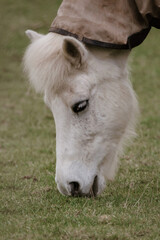 Fototapeta premium Portrait of white shetland pony eating grass on the field, closeup.