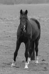 Black and white image of a black horse grazing in the field.