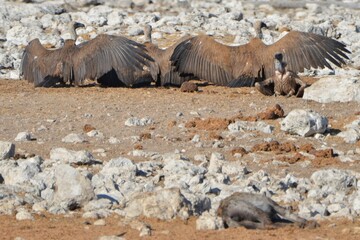 Cape vultures near a cadaver, Etosha NP, Namibia