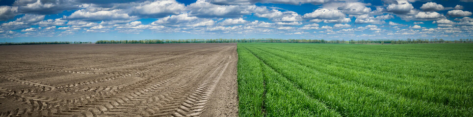 field of wheat, soil and sky